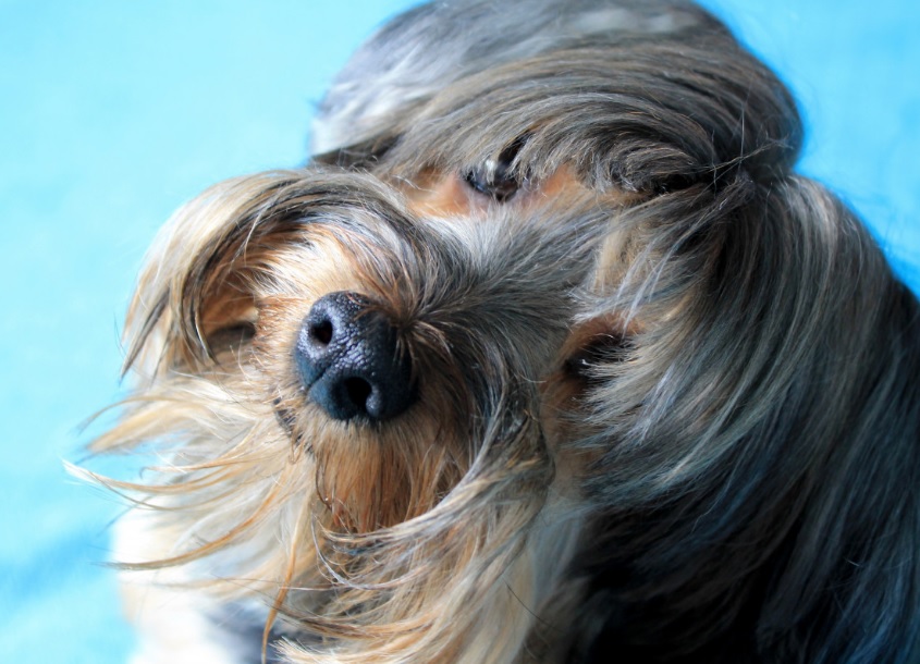 Пьяный туляк пришел на разборки к бывшей жене и убил ее собаку