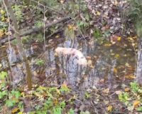 В сообщении говорилось: «Орудуют живодеры! В районе деревни Григорово обнаружена собака с содранной шкурой и множественными ранами! Будьте бдительны и следите за своими животными! Такое могут делать только изверги». Как сообщила официальный представитель прокуратуры Новгородской области Елена Григорьева, надзорным ведомством организована проверка информации о жестком обращении с животными. – Прокуратура даст оценку достаточности и полноты мероприятий, проведённых правоохранительными органами при принятии процессуального решения по ст. 245 УК РФ (жестокое обращение с животными), – сказала Елена Григорьева. Ход и результаты проводимых мероприятий поручены прокурору Новгородского района.