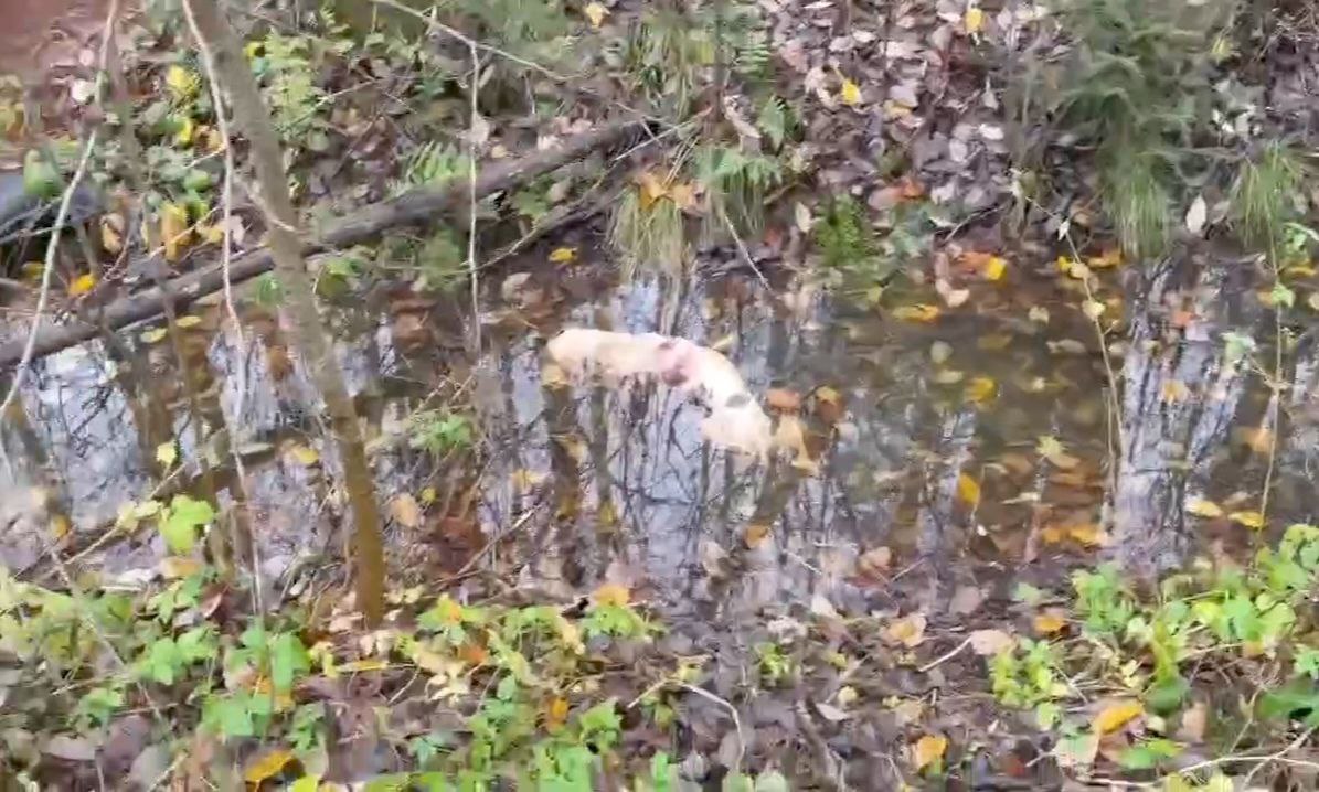 В сообщении говорилось: «Орудуют живодеры! В районе деревни Григорово обнаружена собака с содранной шкурой и множественными ранами! Будьте бдительны и следите за своими животными! Такое могут делать только изверги». Как сообщила официальный представитель прокуратуры Новгородской области Елена Григорьева, надзорным ведомством организована проверка информации о жестком обращении с животными. – Прокуратура даст оценку достаточности и полноты мероприятий, проведённых правоохранительными органами при принятии процессуального решения по ст. 245 УК РФ (жестокое обращение с животными), – сказала Елена Григорьева. Ход и результаты проводимых мероприятий поручены прокурору Новгородского района.