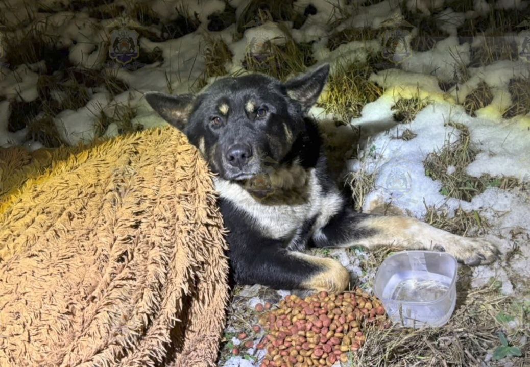 Полицейские спасли травмированную собаку, замерзавшую в поле возле автотрассы