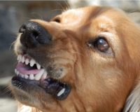 В Тульской области школьницу у магазина покусала бездомная собака