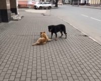 В Иванове собака пыталась спасти своего сородича, сбитого автомобилем