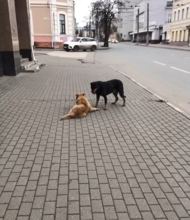 В Иванове собака пыталась спасти своего сородича, сбитого автомобилем