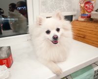 В Юже прокуратура добилась компенсации для женщины, пострадавшей от укуса собаки