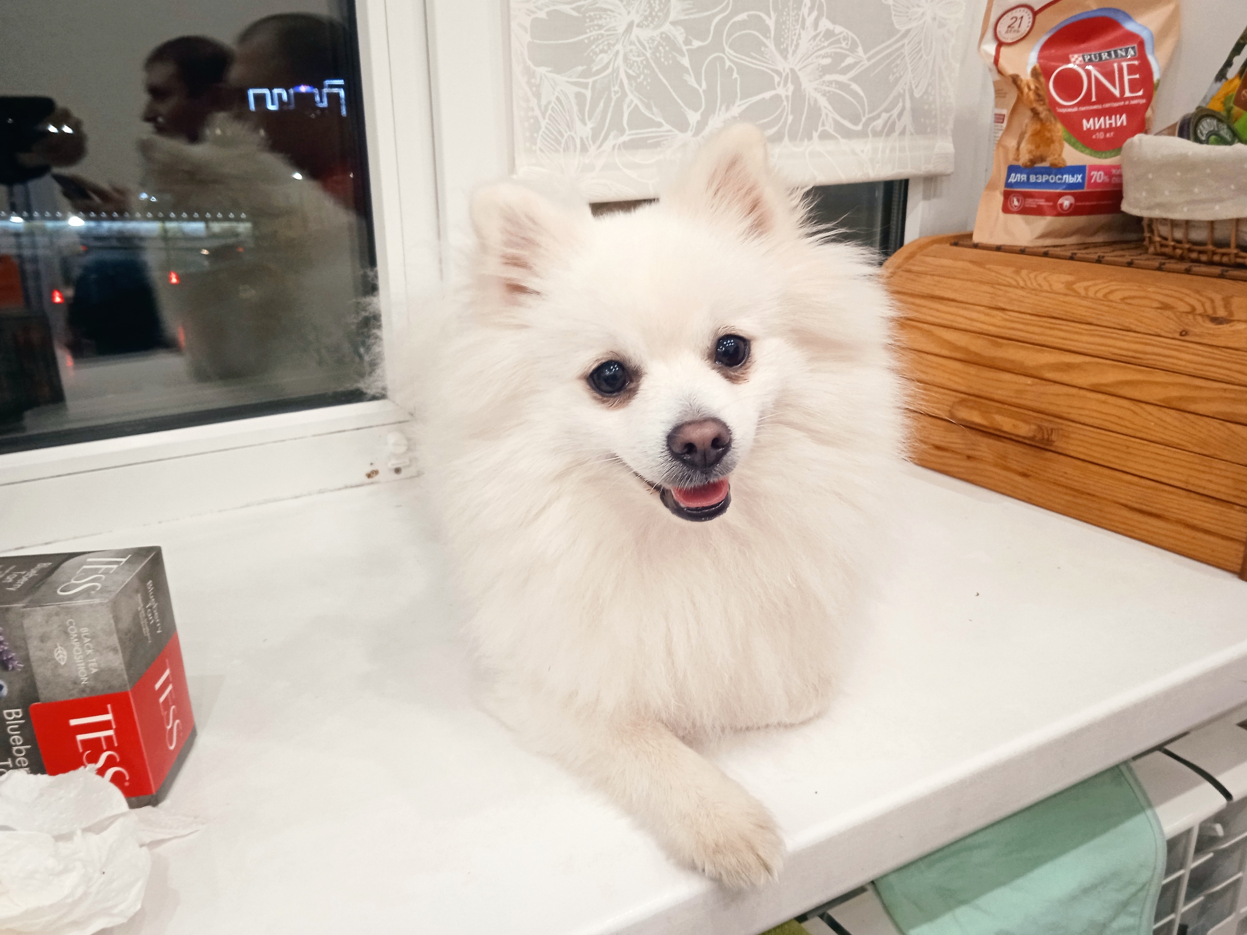 В Юже прокуратура добилась компенсации для женщины, пострадавшей от укуса собаки