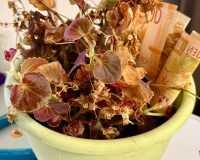 В Тейкове растение с с деньгами доверчивого старика забрал курьер аферистов