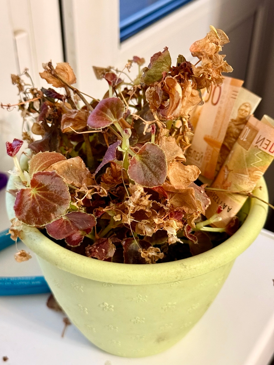 В Тейкове растение с с деньгами доверчивого старика забрал курьер аферистов