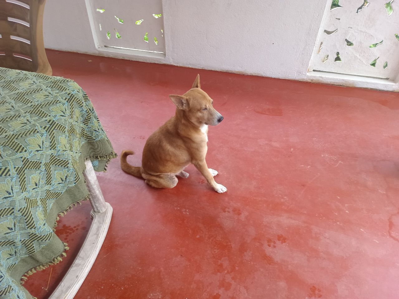 За самовыгул собаки валдайская пенсионерка привлечена к административной ответственности