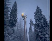 Накануне Нового года в Новгородской области энергетики продолжают устранять обрывы линий электропередач