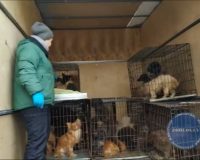 спасли собак