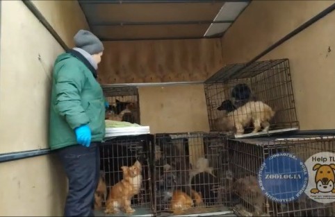 спасли собак