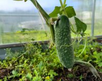 теплица, огурец