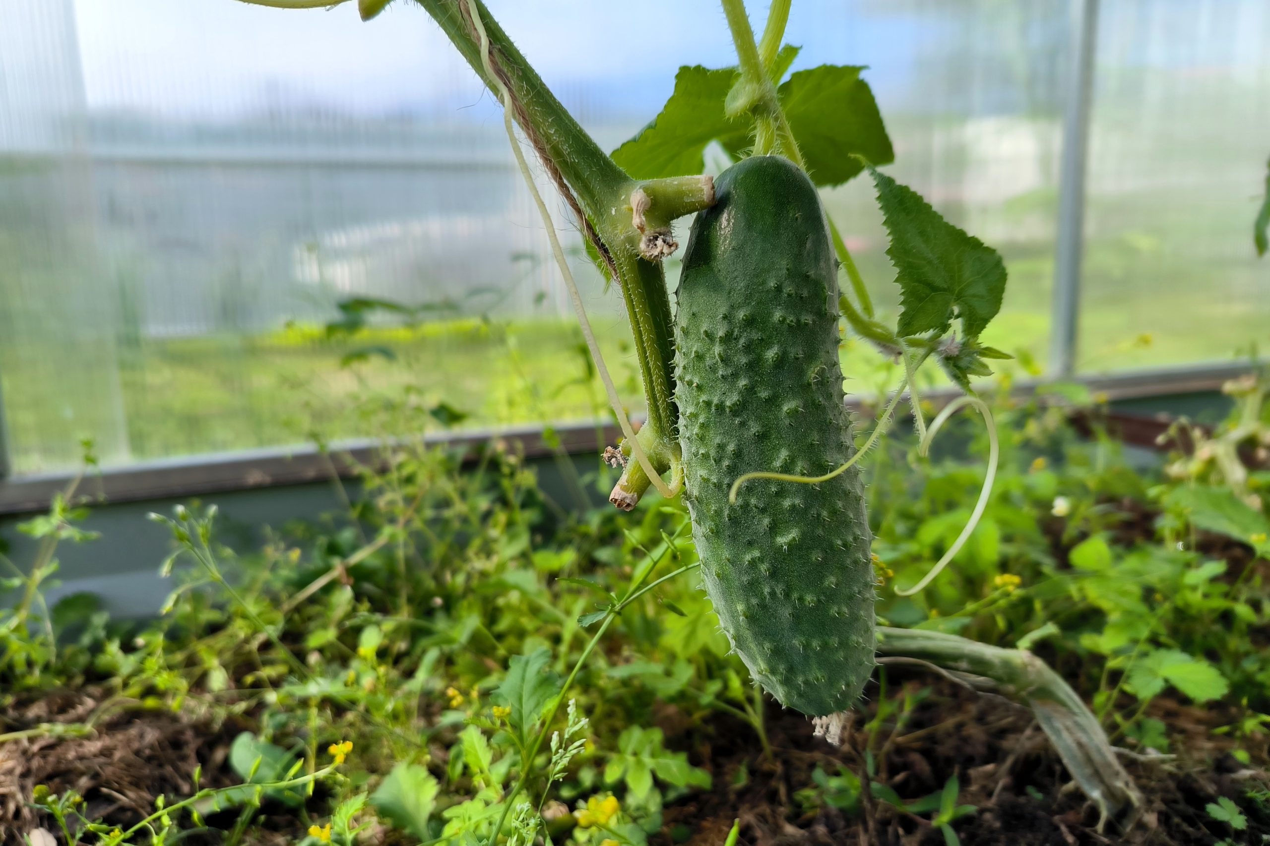теплица, огурец