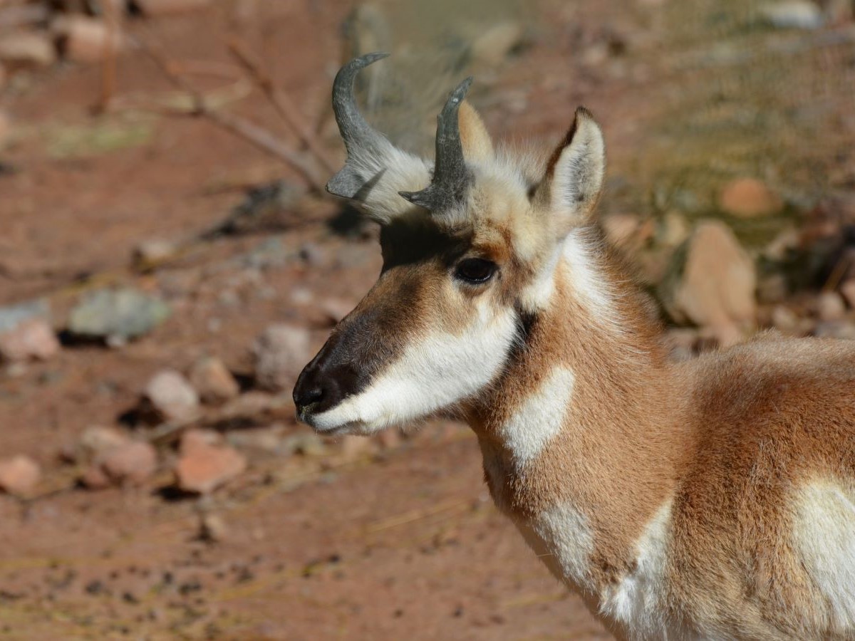 в Челябинскую область пришли сайгаки