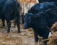 Строгий режим… для новгородских бурёнок