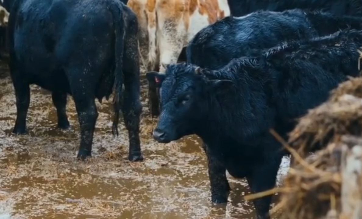 Строгий режим… для новгородских бурёнок