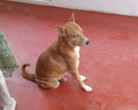 В Чудове бродячая собака искусала пенсионерку