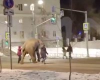 слон сбежал