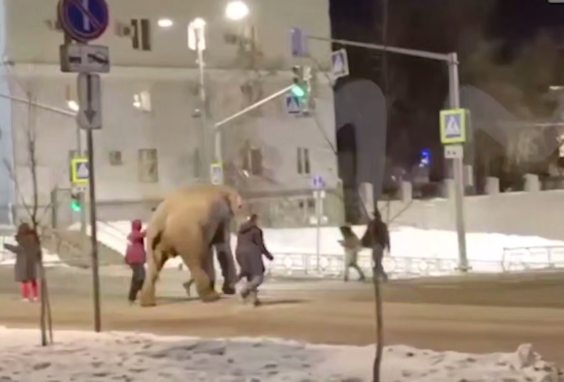 сбежавший слон