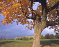 Дуб из Подмосковья официально признан самым старым деревом России