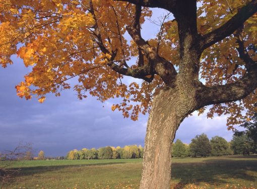 Дуб из Подмосковья официально признан самым старым деревом России