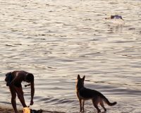 Россиянин на Бали вытащил из бушующего океана тонущую собаку