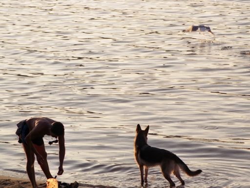 Россиянин на Бали вытащил из бушующего океана тонущую собаку