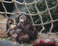 Брошенная макака-сирота ищет защиты у плюшевой обезьяны и обнимает ее