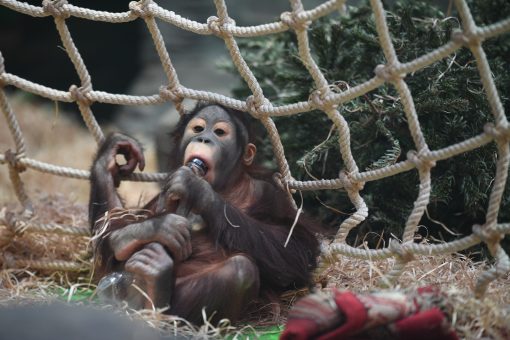 Брошенная макака-сирота ищет защиты у плюшевой обезьяны и обнимает ее