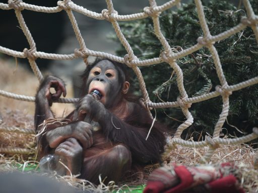 Брошенная макака-сирота ищет защиты у плюшевой обезьяны и обнимает ее