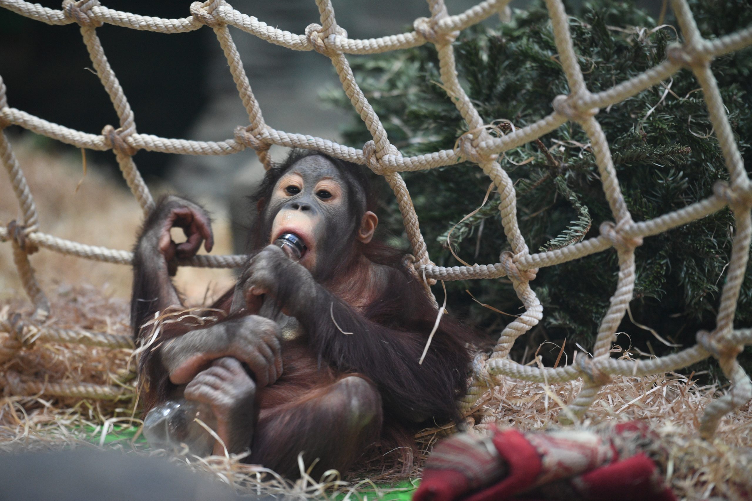 Брошенная макака-сирота ищет защиты у плюшевой обезьяны и обнимает ее