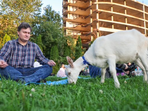 коза и человек