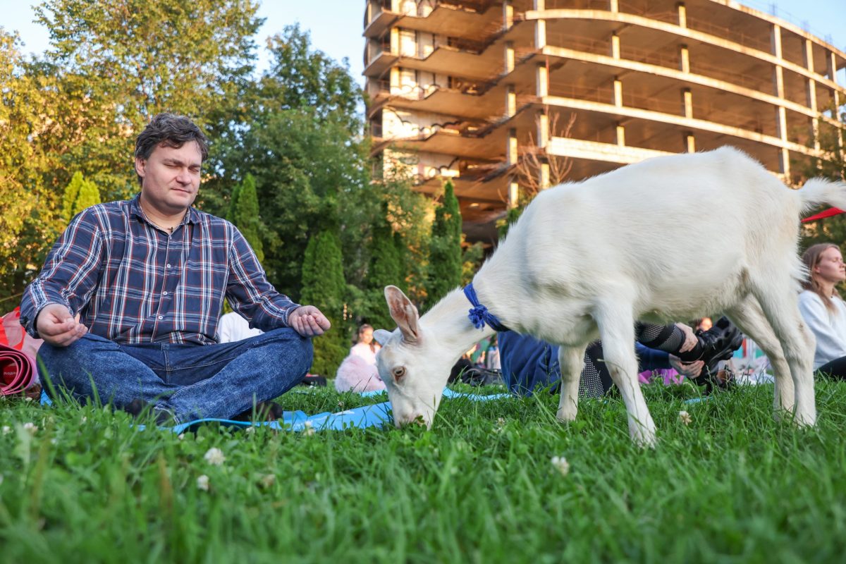 коза и человек