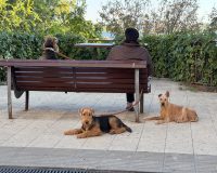 Собаки на прогулке