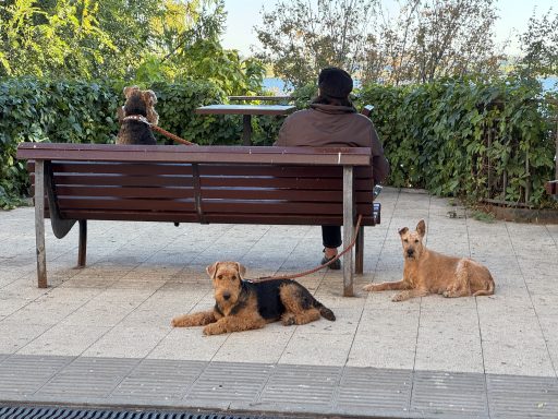 Собаки на прогулке