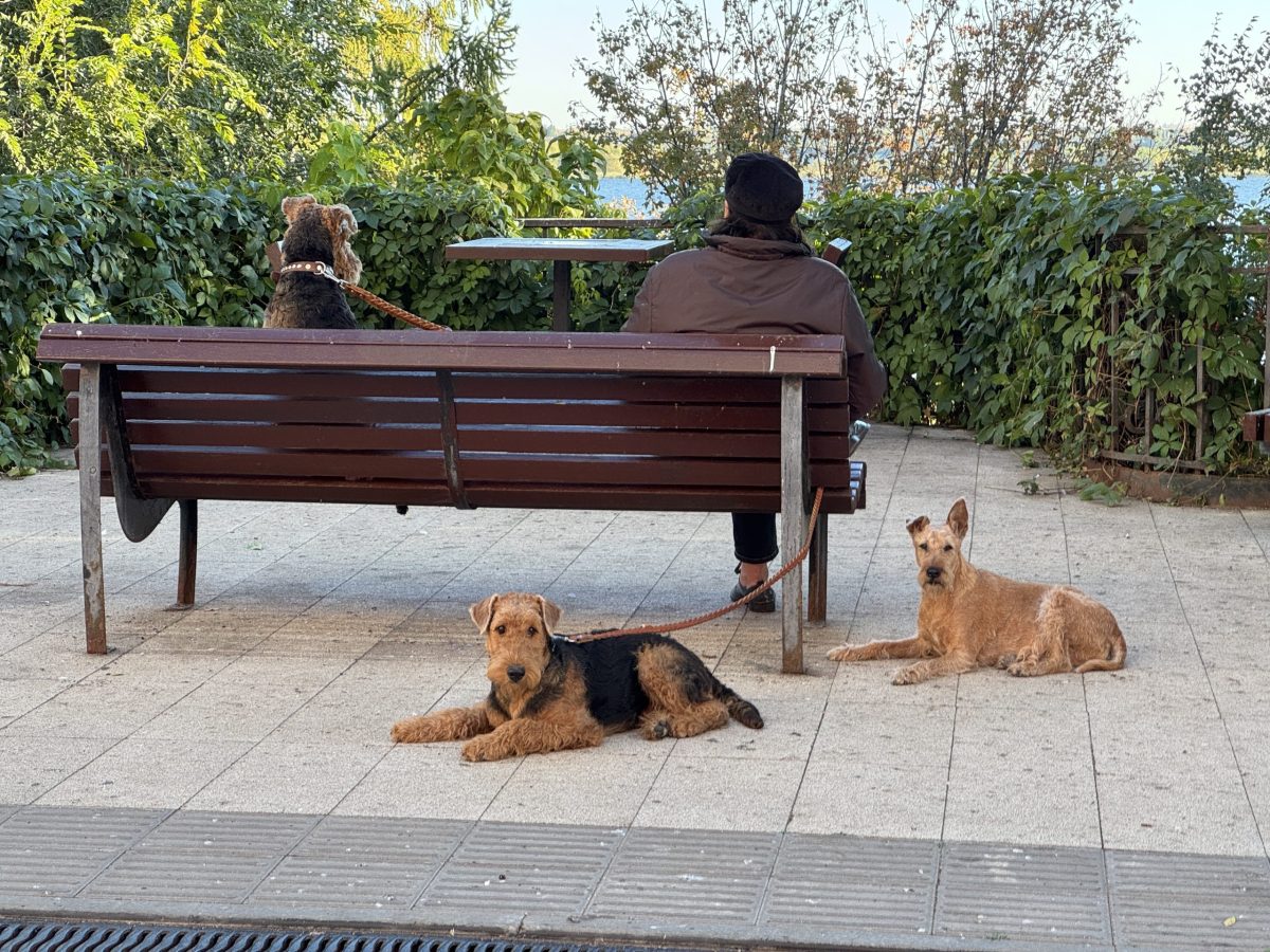 Собаки на прогулке