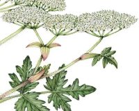 Борщевик обжёг не только пестовских детей, но и привлёкшую их к работам предпринимательницу