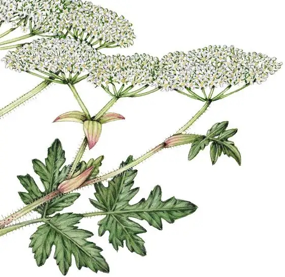 Борщевик обжёг не только пестовских детей, но и привлёкшую их к работам предпринимательницу