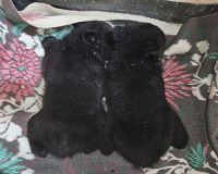 В Приморье выхаживают двух крошечных осиротевших гималайских медвежат