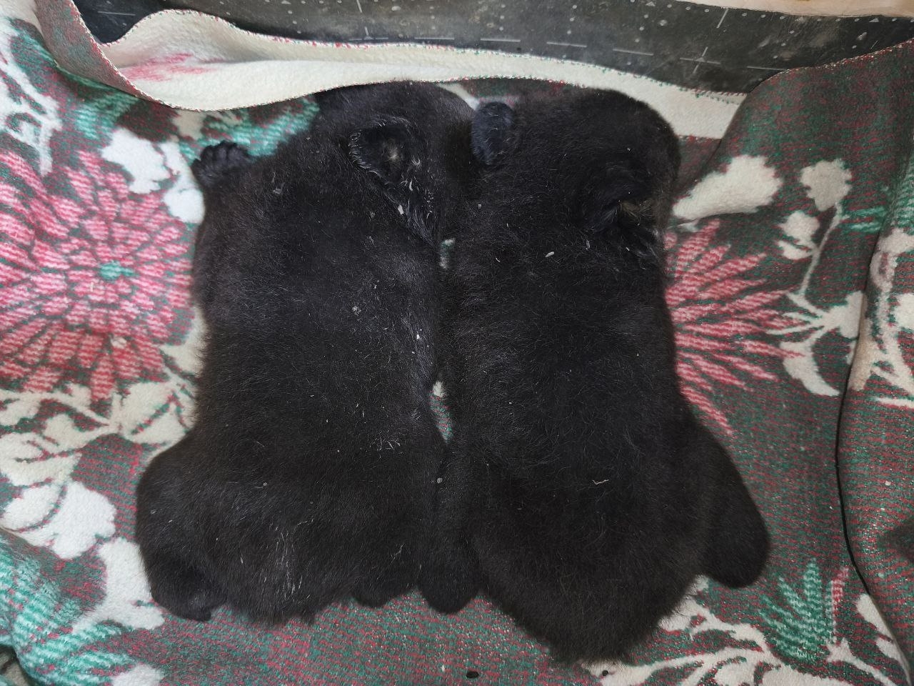 В Приморье выхаживают двух крошечных осиротевших гималайских медвежат