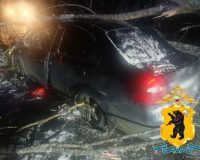Под Рыбинском машина врезалась в дерево, упавшее на дорогу.