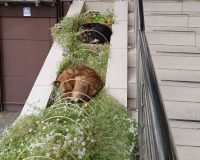 Укушенная бездомной собакой девочка из Пучежа получит 30 тысяч