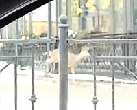 По центру Великого Новгорода металась косуля