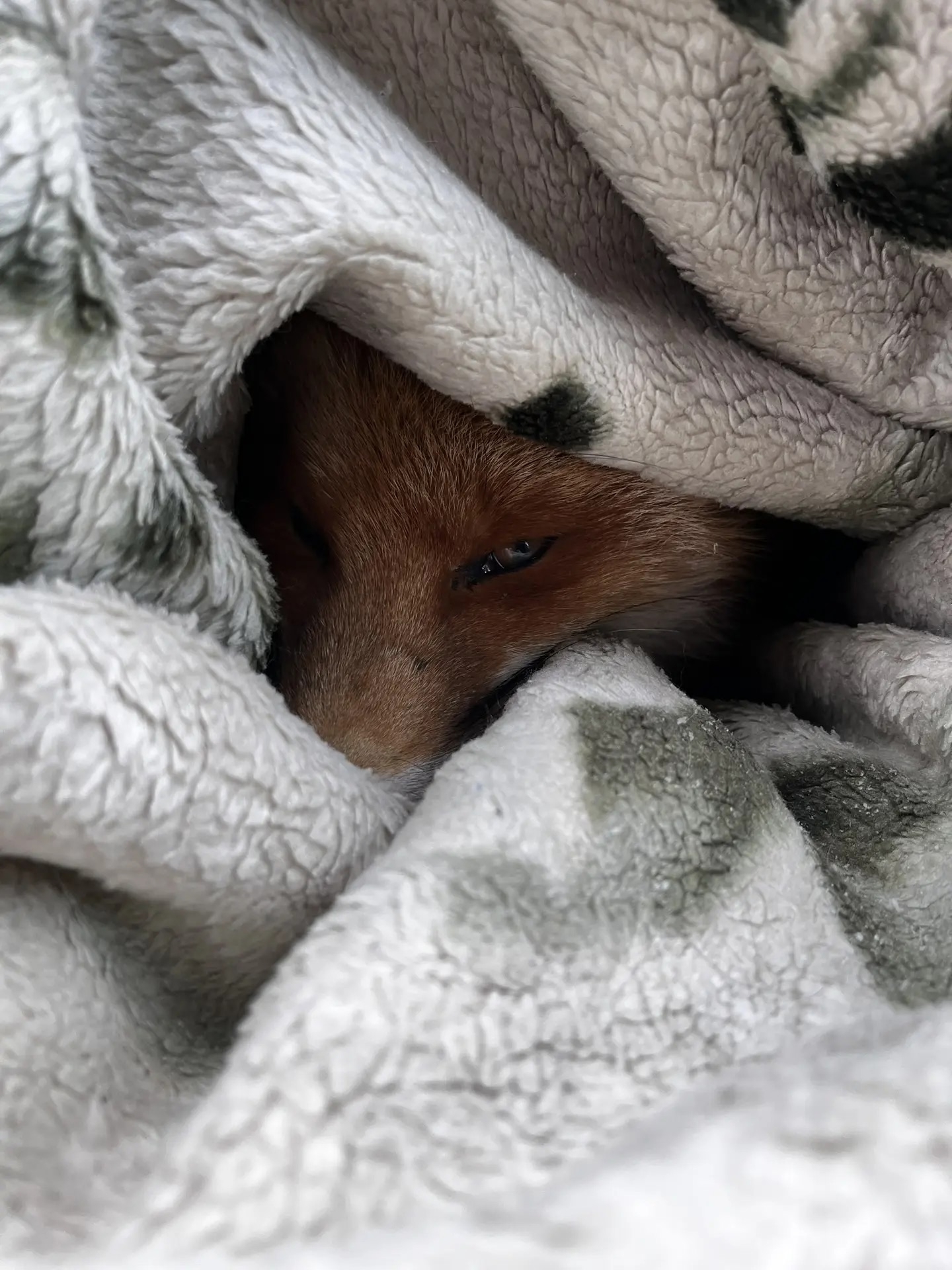 Маленький лис борется за жизнь в центре «Легенда» в Ивановской области 
