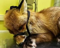 Маленький лис борется за жизнь в центре «Легенда» в Ивановской области