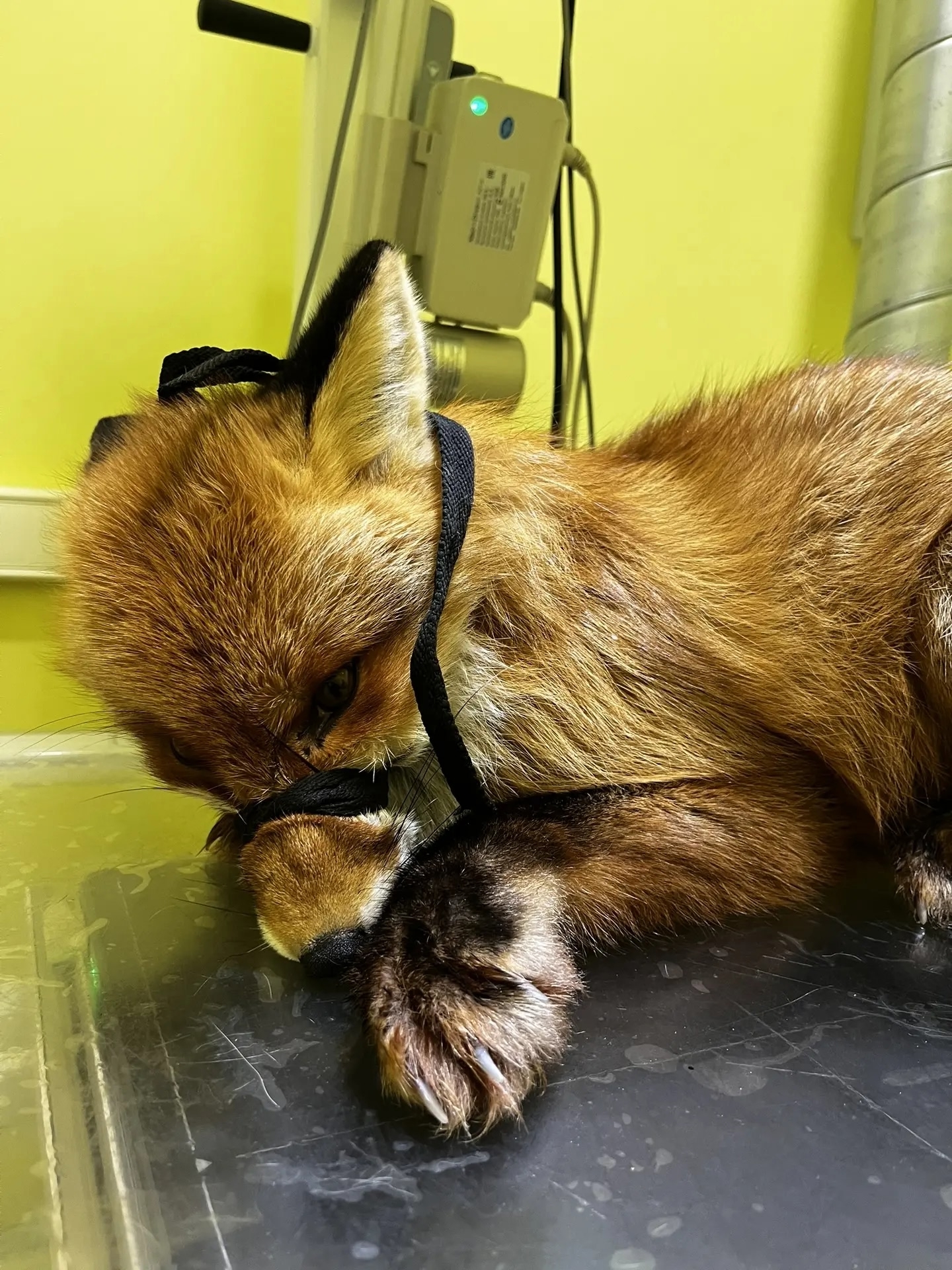 Маленький лис борется за жизнь в центре «Легенда» в Ивановской области