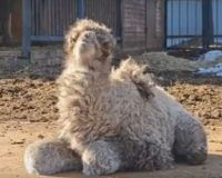 В ивановском зоопарке родился мальчик-верблюжонок