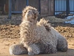 В ивановском зоопарке родился мальчик-верблюжонок