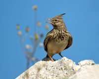 Почему 22 марта девушкам нельзя надевать блестящие бусы и мыть полы