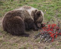 В Хабаровском крае спасают крошечного гималайского медвежонка-сироту